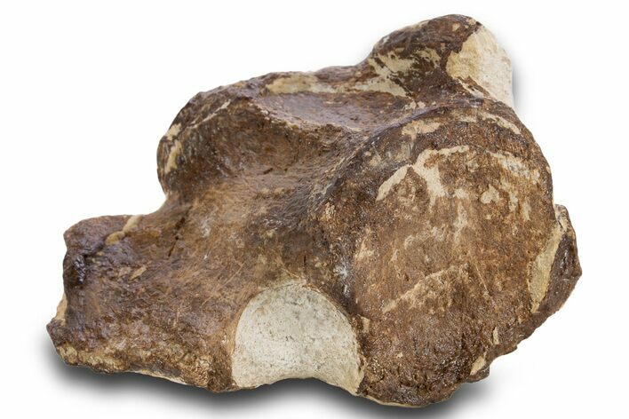 Fossil Plesiosaur Cervical Vertebra - Asfla, Morocco #334616